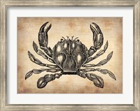 Framed Vintage Crab
