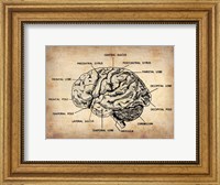Framed Vintage Brain Map Anatomy