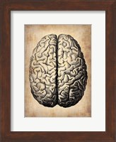 Framed Vintage Brain