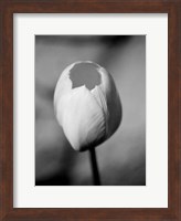 Framed Floral Portrait I