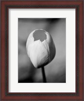 Framed Floral Portrait I