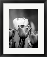 Framed Floral Portrait II