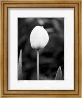 Framed Floral Portrait III