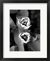 Framed Floral Portrait IV