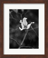 Framed Floral Portrait V