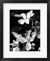 Framed Floral Portrait VI