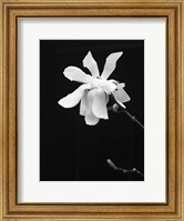 Framed Floral Portrait VII