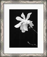 Framed Floral Portrait VII