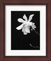 Framed Floral Portrait VII