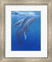 Framed Under Sea Whales I