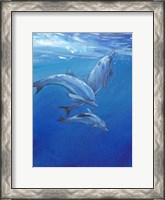 Framed Under Sea Dolphins