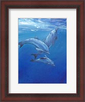 Framed Under Sea Dolphins