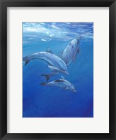 Framed Under Sea Dolphins