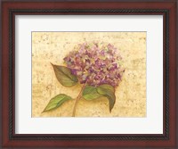 Framed Hydrangea Love I