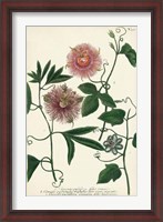 Framed Antique Passion Flower I