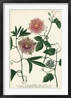 Antique Passion Flower I Framed Print