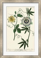Framed Antique Passion Flower II