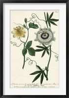 Antique Passion Flower II Framed Print