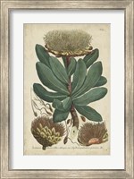 Framed Weinmann Foliage & Fruit I