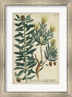 Framed Weinmann Foliage & Fruit IV