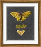 Framed Butterflies on Slate I