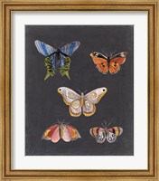 Framed Butterflies on Slate II