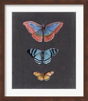 Framed Butterflies on Slate III