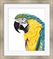 Framed Watercolor Parrot