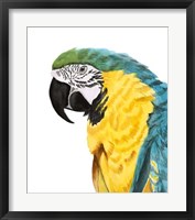 Watercolor Parrot Framed Print