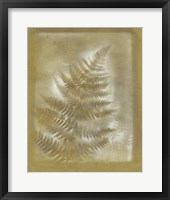 Framed Shadows & Ferns III