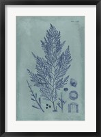 Framed Indigo & Azure Seaweed IV