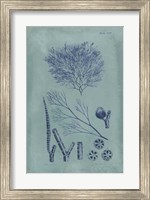 Framed Indigo & Azure Seaweed VI