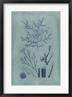 Framed Indigo & Azure Seaweed VIII