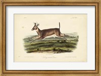 Framed Long-tailed Deer