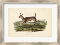 Framed Long-tailed Deer