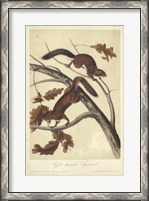 Framed Audubon Squirrel III