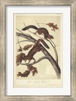 Framed Audubon Squirrel III