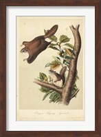 Framed Audubon Squirrel IV