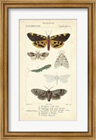 Framed Antique Butterfly Study I