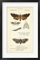 Antique Butterfly Study I Framed Print