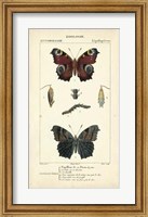 Framed Antique Butterfly Study II