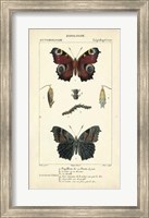 Framed Antique Butterfly Study II