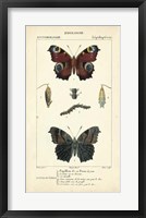 Antique Butterfly Study II Framed Print