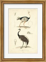 Framed Antique Ostrich Study
