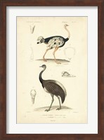 Framed Antique Ostrich Study