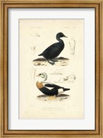 Framed Antique Duck Study I