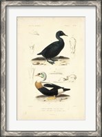 Framed Antique Duck Study I