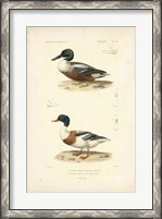 Framed Antique Duck Study II