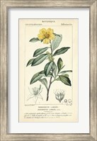 Framed Botanique Study in Yellow I