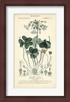Framed Botanique Study in Lavender I